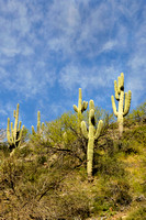 Desert Art from SK Ranch Area