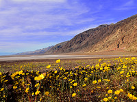 Northern California and Death Valley SuperBloom February 2016
