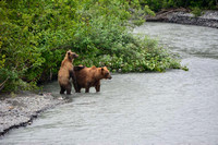 #6 To Valdez!  Bears & Salmon